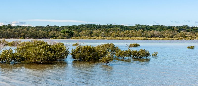 Hare Point Track estuarine wetlands Carama Inlet northern shores of Jervis Bay, New South Wales.