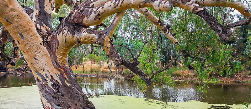 At Argonauts Park in Trangie New South Wales Australia.