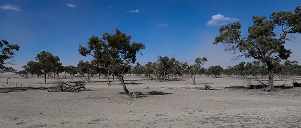 Impact of the drought on the landscape in western New South Wales, Australia