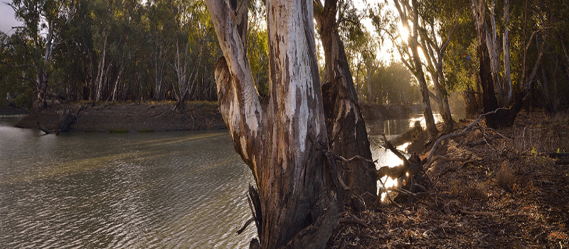 Murrumbidgee River, river red gums near the viewing platform Yanga National Park.