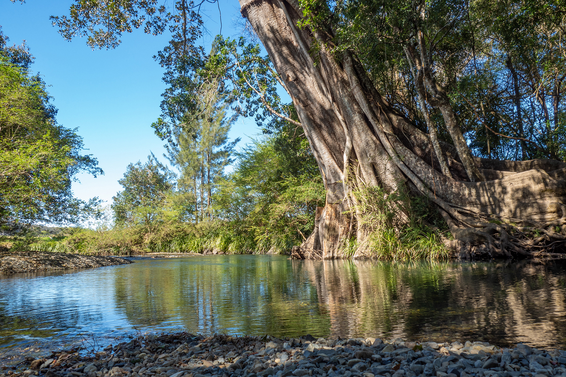 The Never Never River in Bellingen winds through the frame. a large tree and other smaller green trees shade the river.