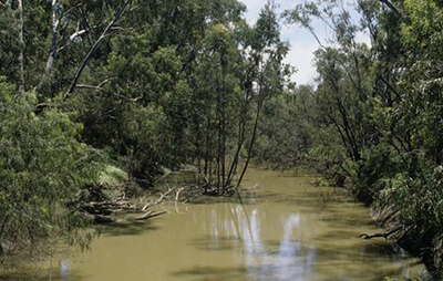 Brown river with trees on the bank 