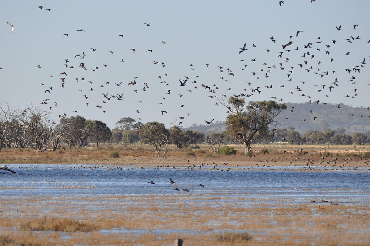 Birds take flight over Tuckerbil Swamp in the Murrumbidgee Valley