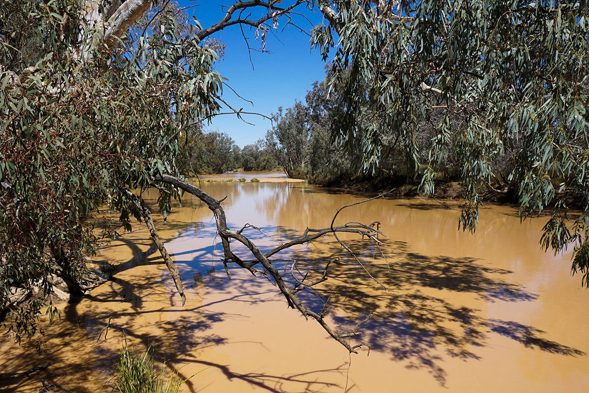 Photo facing down the Bulloo river framed with gum tree branches and eucalyptus leaves