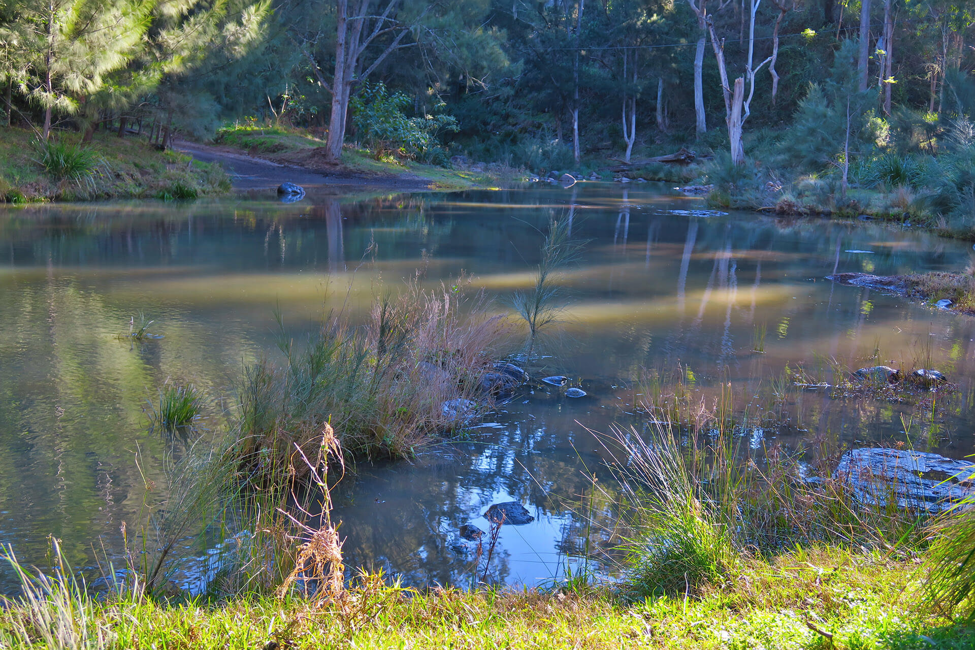 A crossing over the Condamine River surrounded by eucalpytus trees with reeds in the water