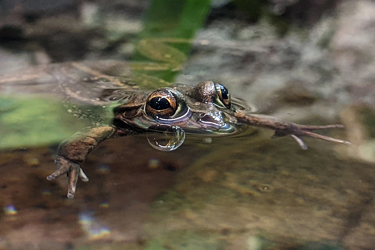yellow spotted tree frog peaks out of water