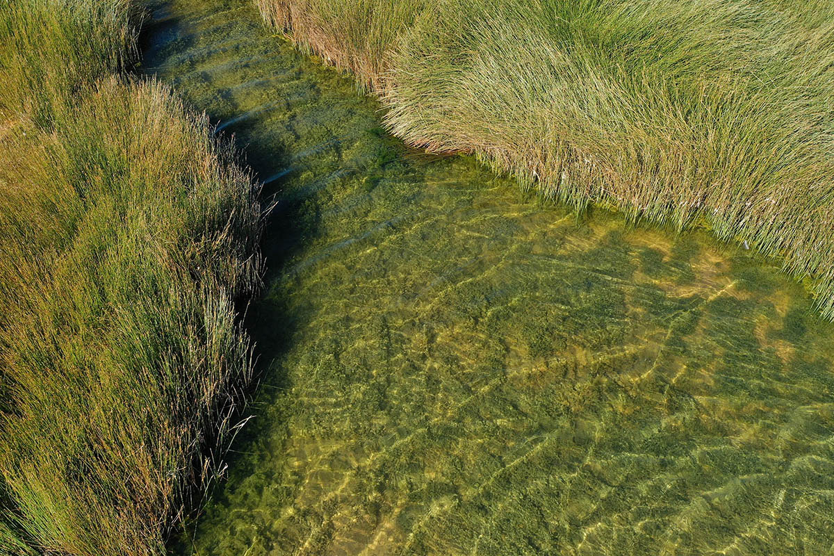 Long grass by moss-covered water.
