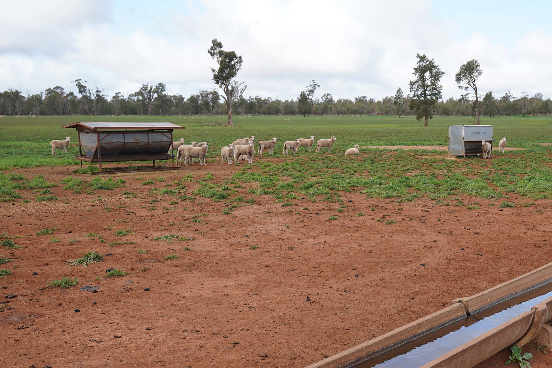 a small herd of sheep stand next to a metal trough. There is red dirt in the foreground and a row of trees in the background