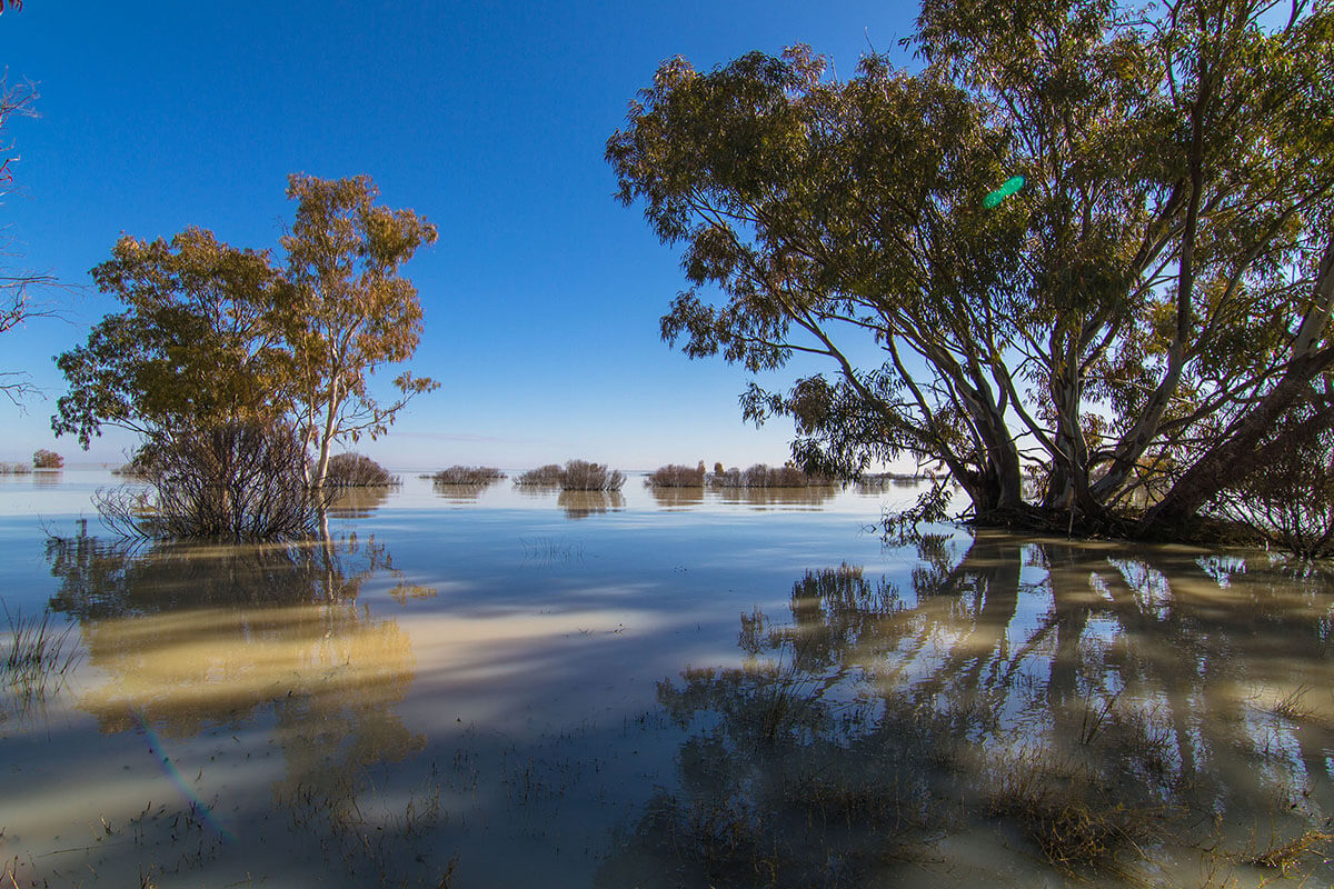 Lake Menindee with trees growing in the water and blue sky.