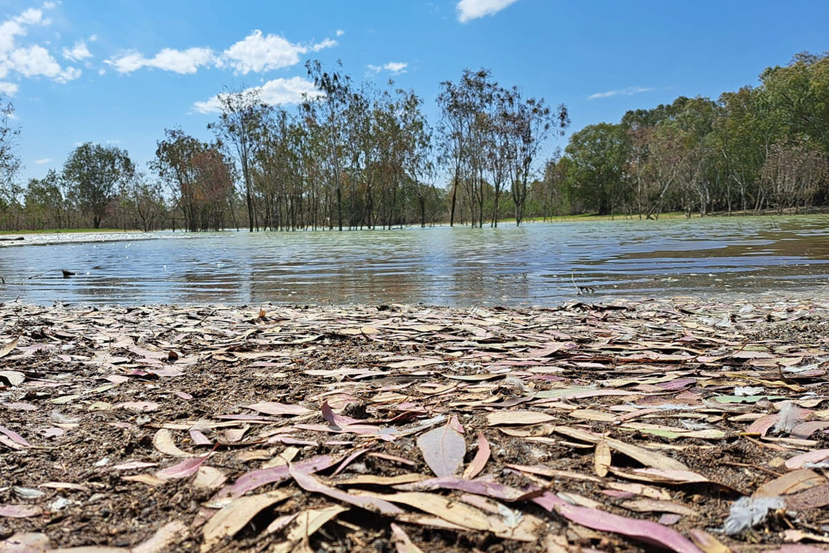 Menindee lake at ground level with gum leaves in foreground and trees in background