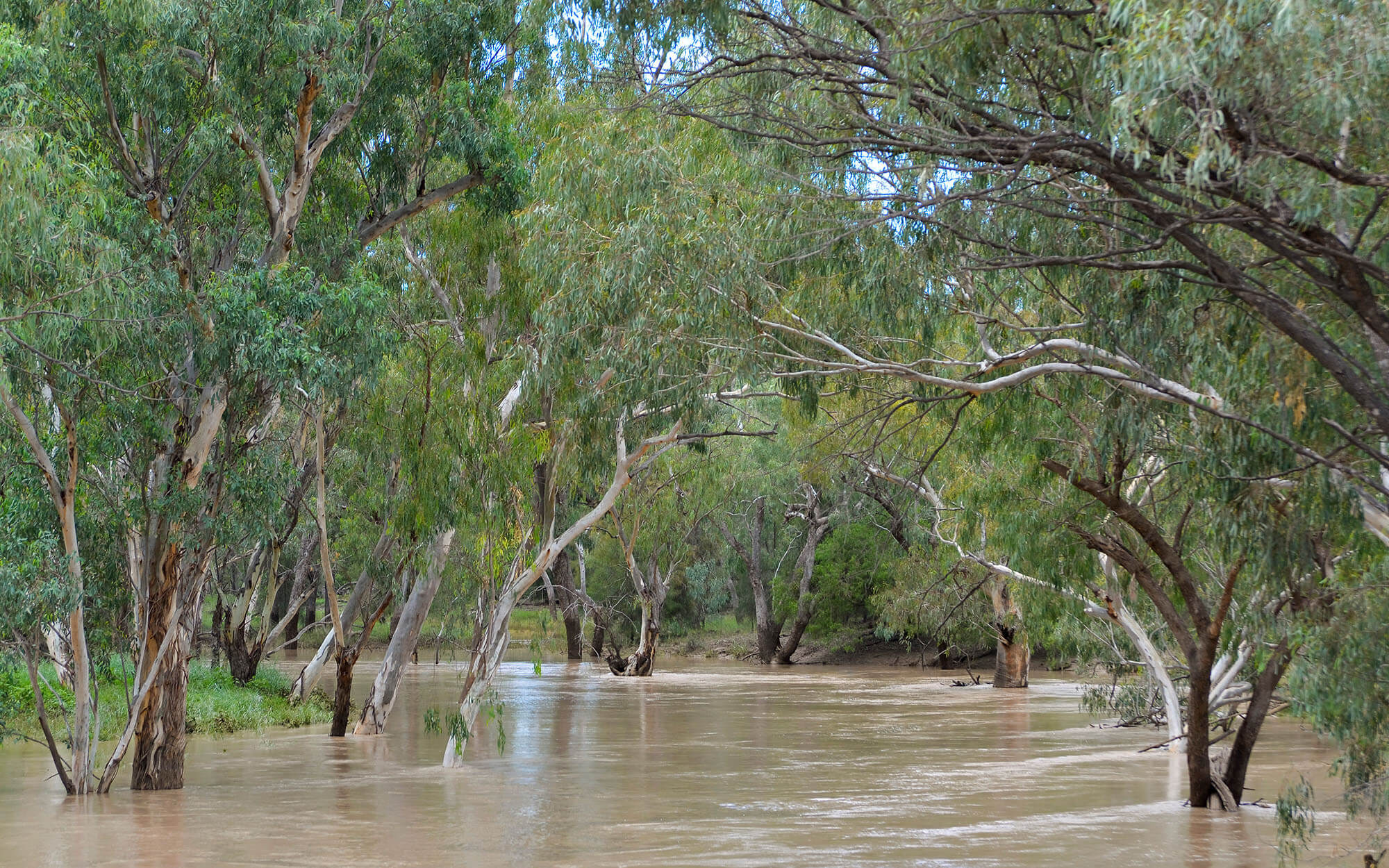 water flows down a river in flood. The water is surrounded by tall gum trees