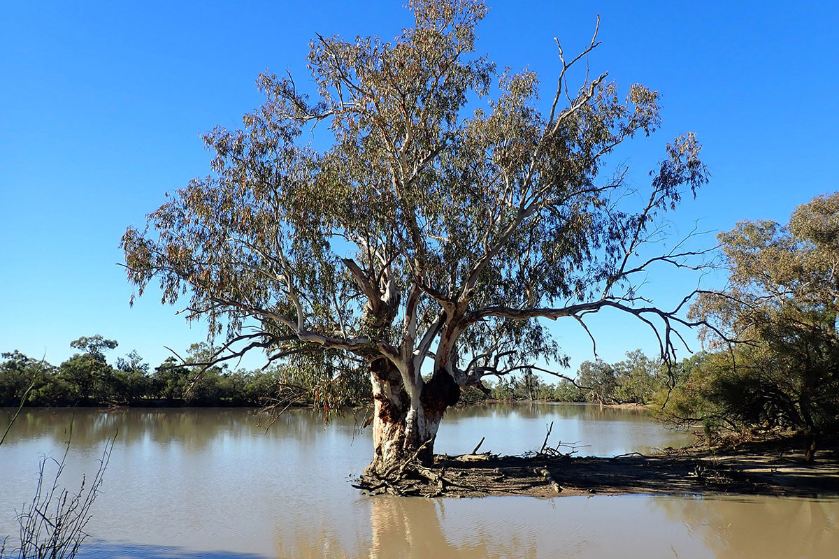 A large tree stands in the middle of water with a blue sky. The Paroo River.