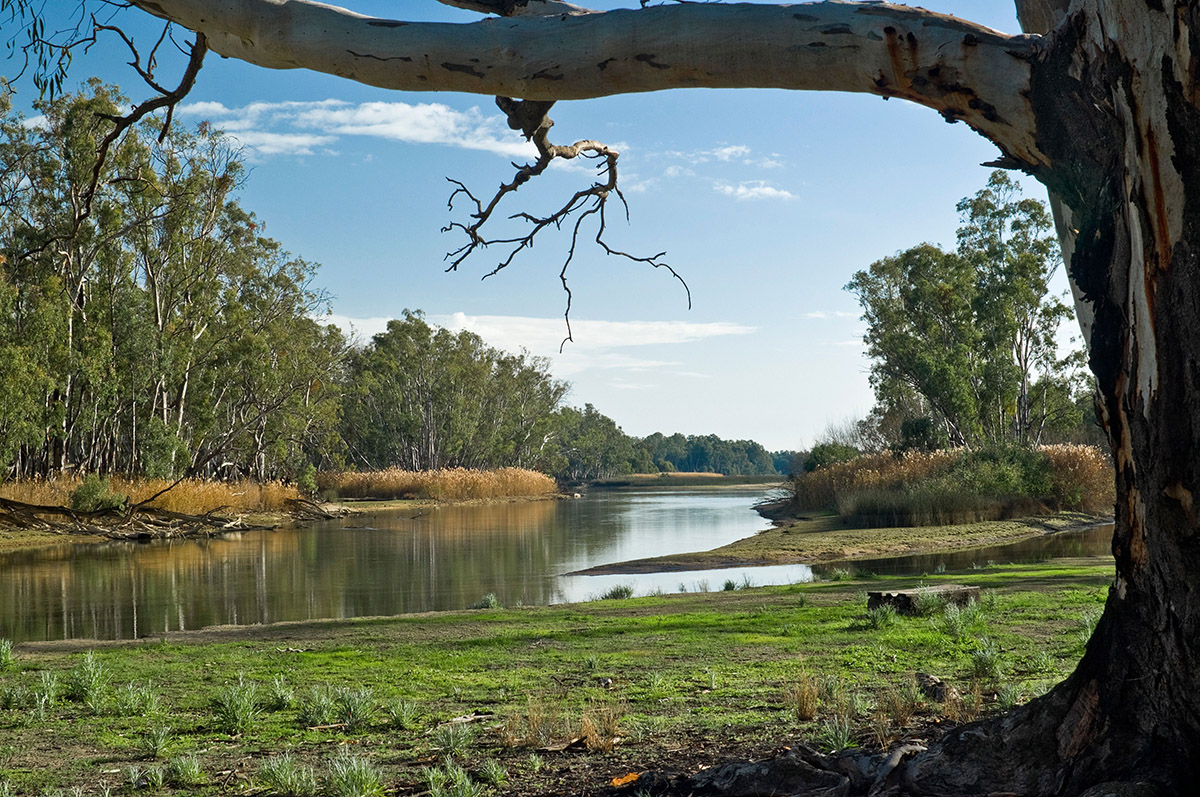 Large tree leans over river with grassy bank