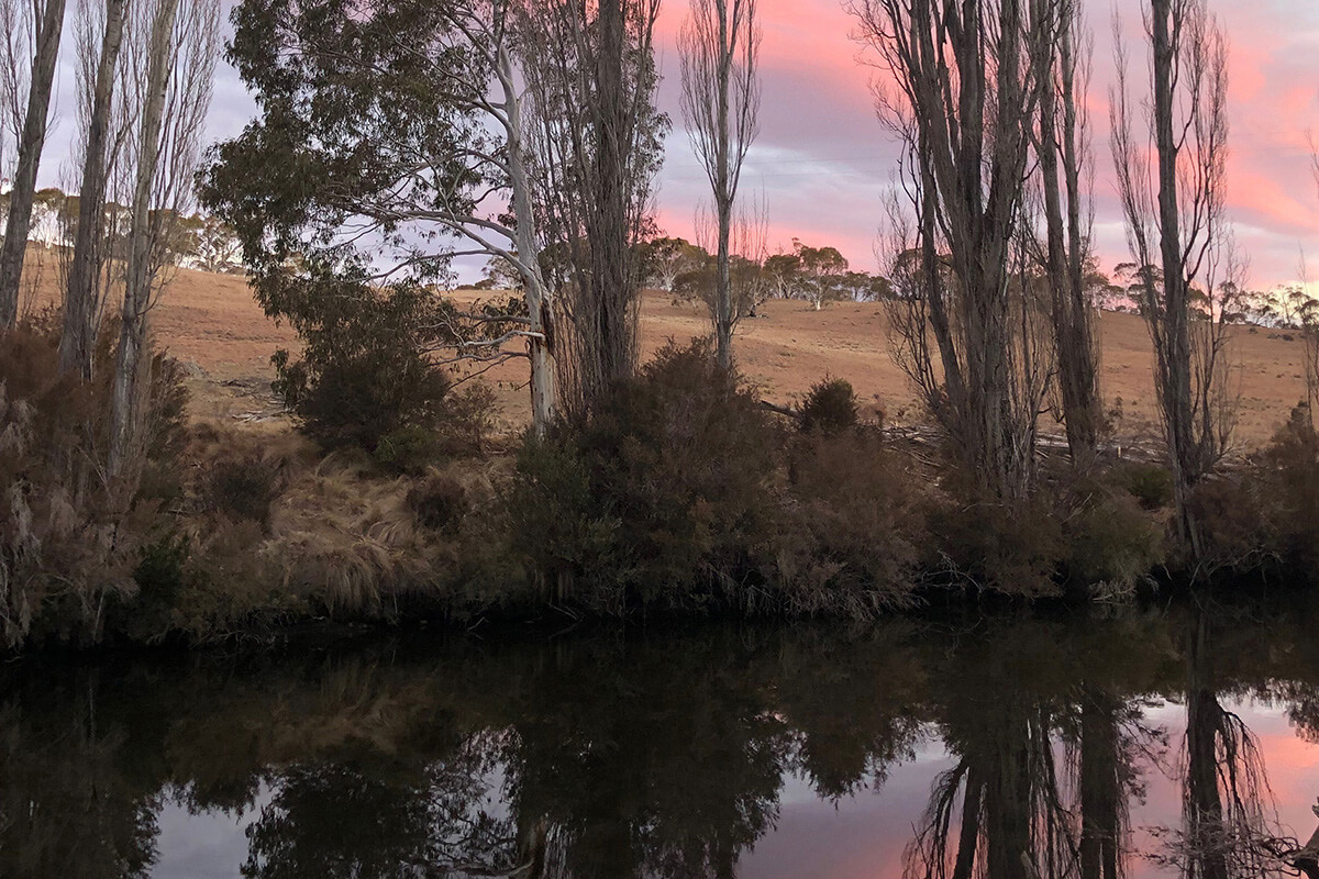 Tall trees along the edge of a river with pink clouds in the sky at sunset