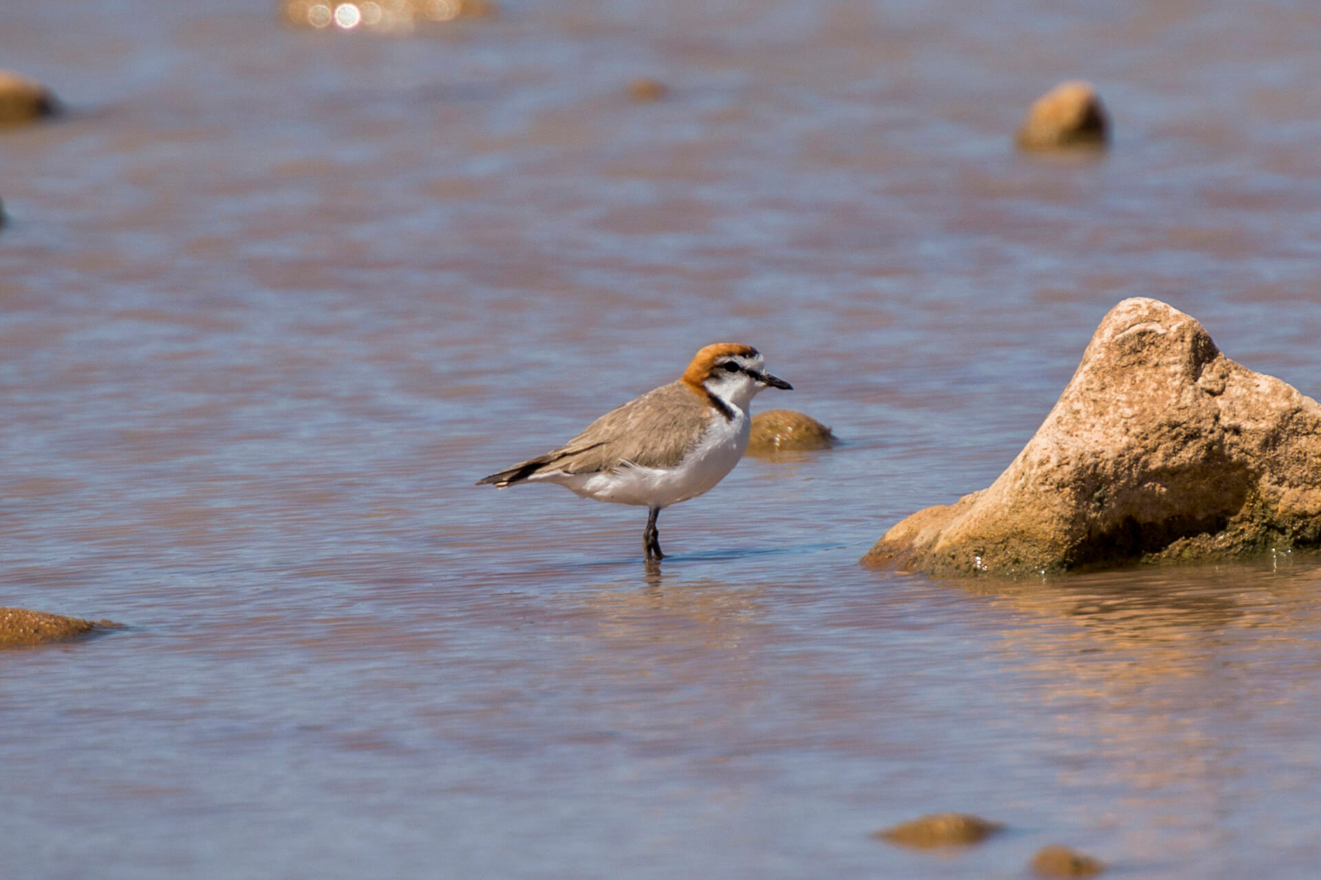 A small brown and white bird stands in water next to a rock