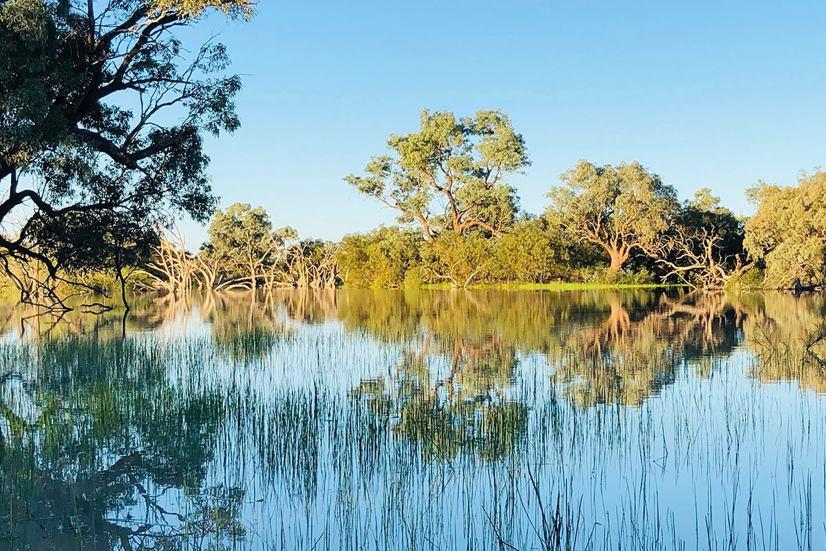 wetlands with mangroves and trees reflected in the water