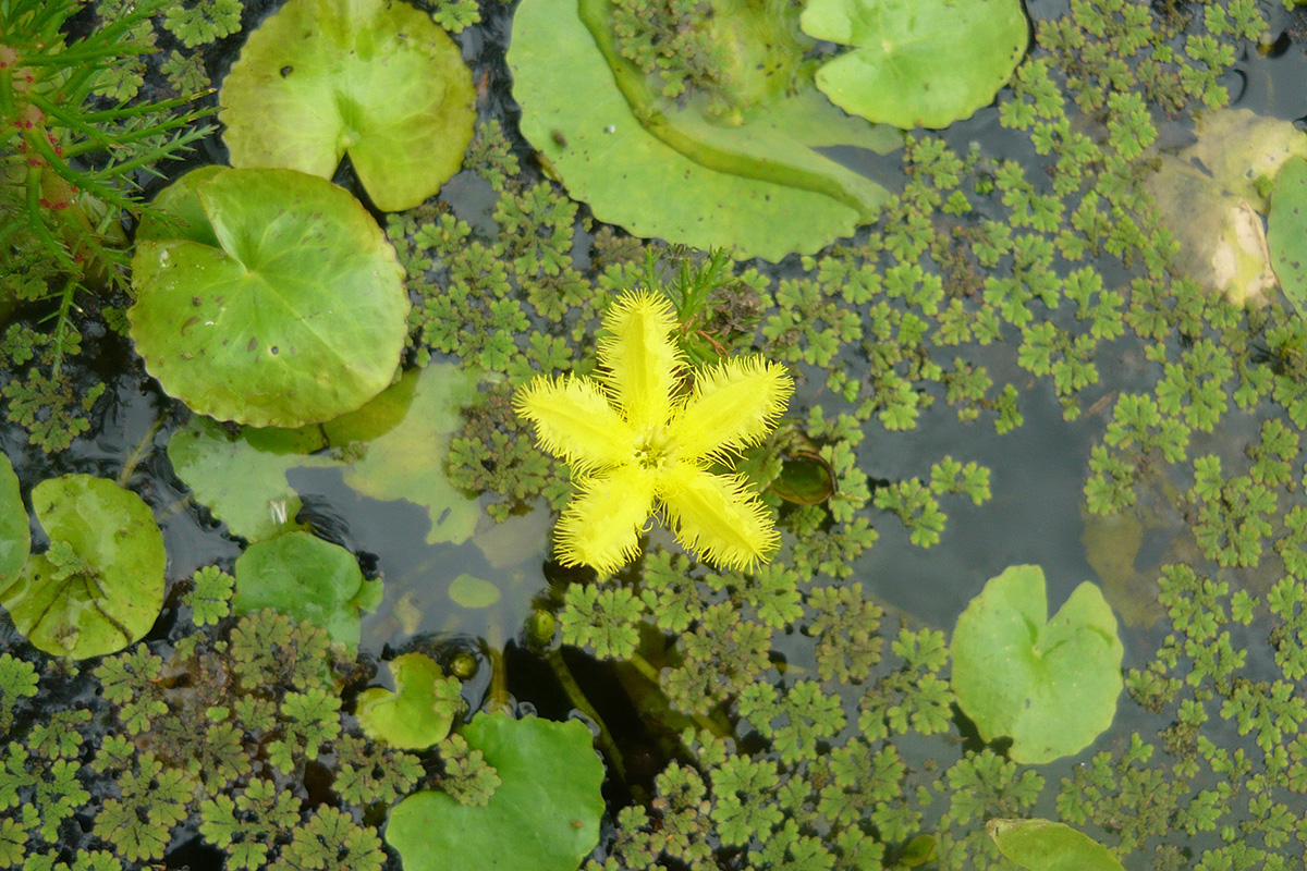 aerial photo of plants in water