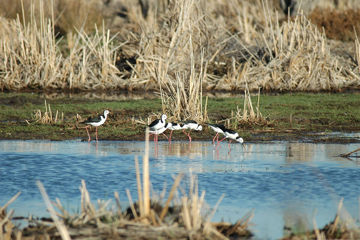 a group of black and white birds with long legs walk in water. Surrounded by tall brown grass