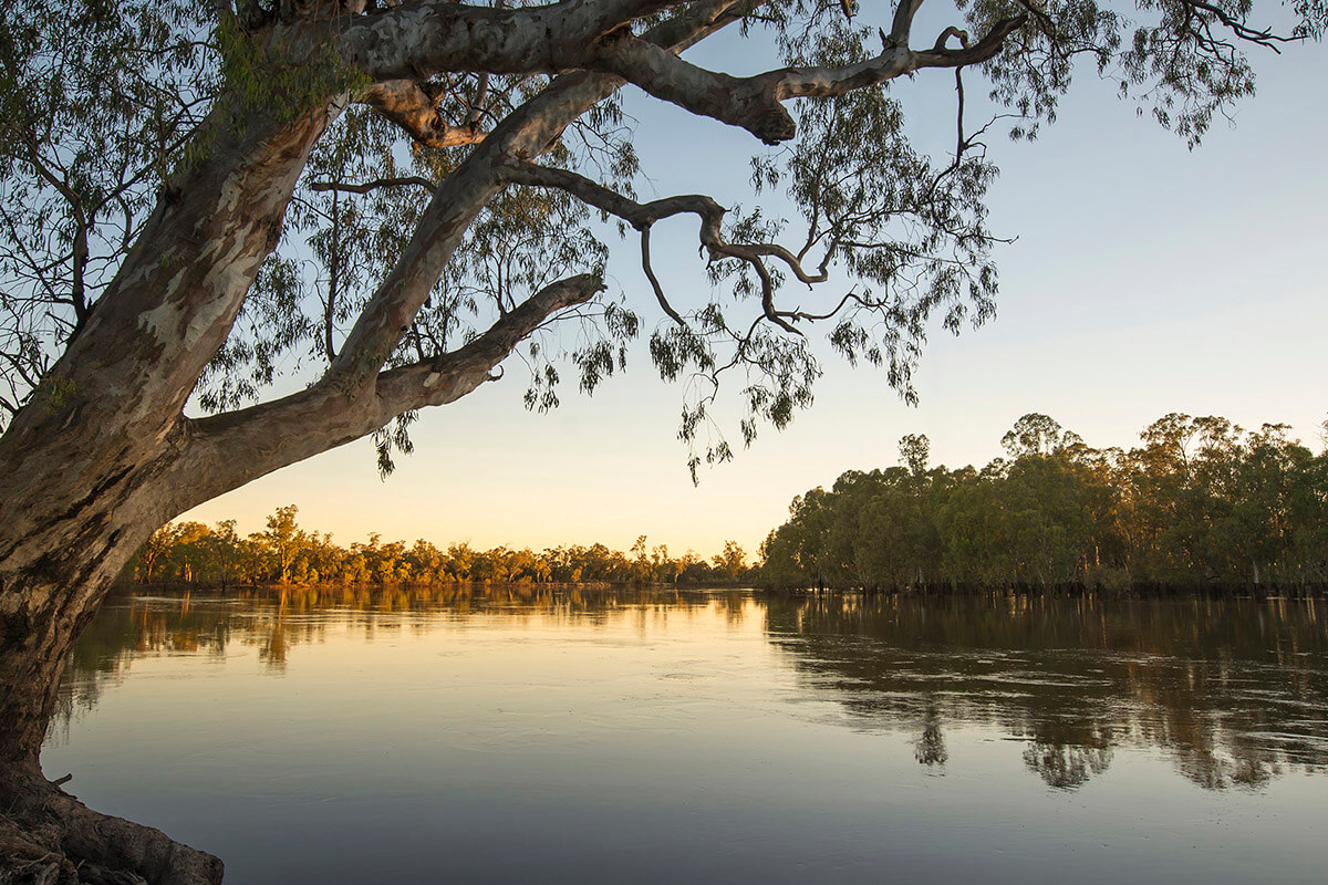 Large tree hangs over water in wetlands at sunset on the Murray River