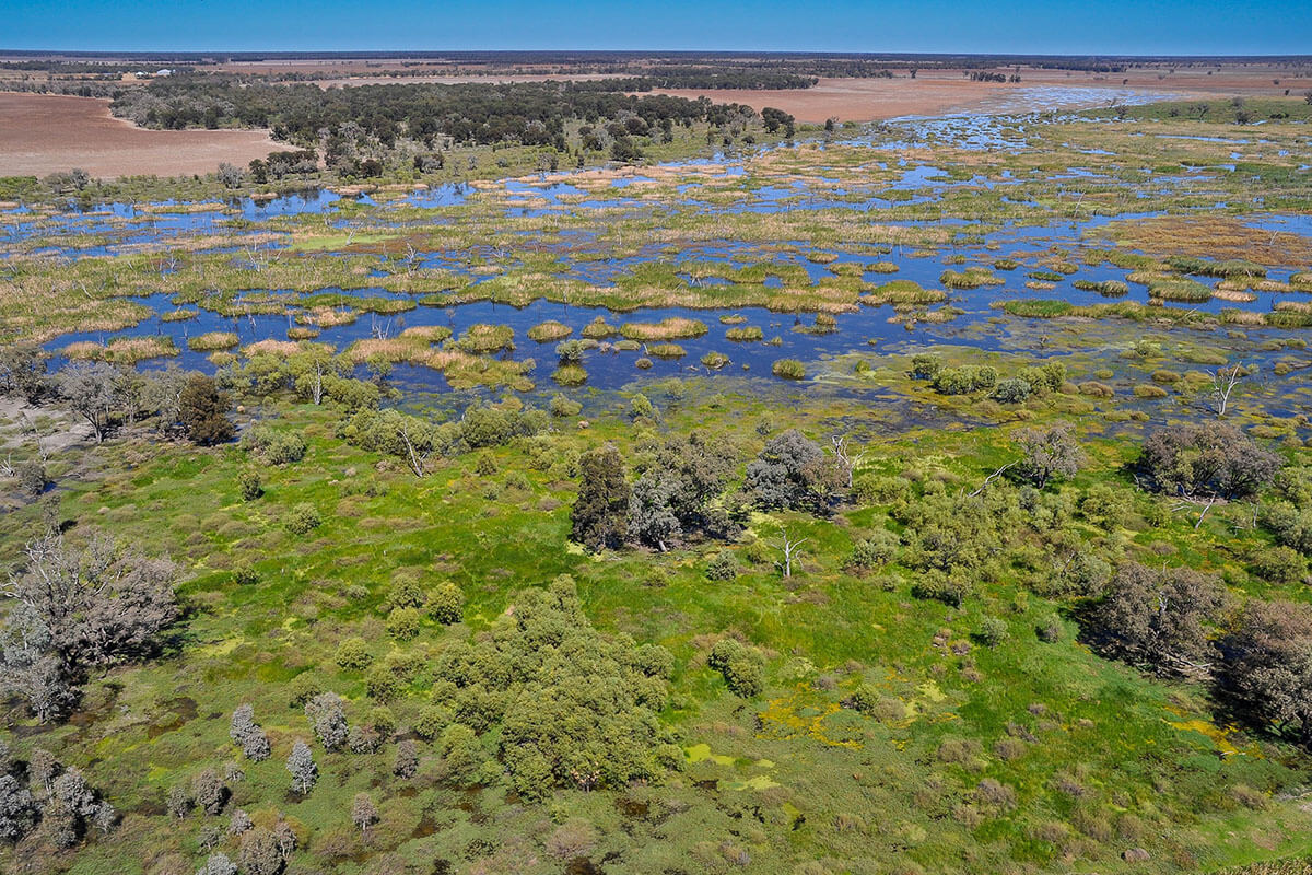 A marshy area with water and trees, Gwydir wetlands.