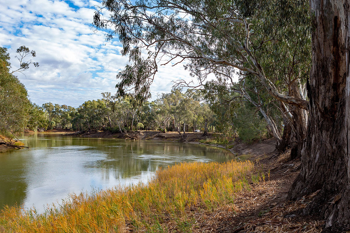 The redgum trees on the banks of the River Murray in Tooleybuc, New South Wales.