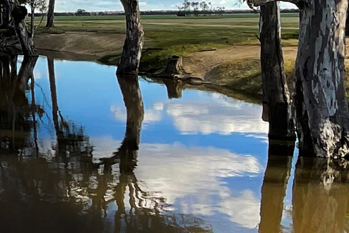 Murray river bank reflection of trees 