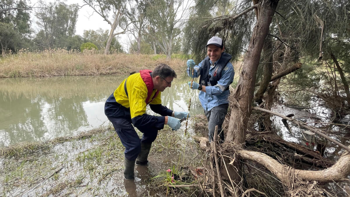 Sampling sediment bags for microbial impacts due to groundwater level changes. Photo: Kathryn Korbel (Macquarie University, 2022).