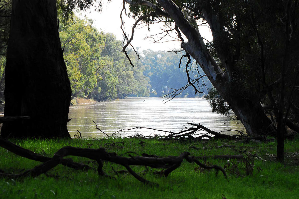 River Murray through two trees 