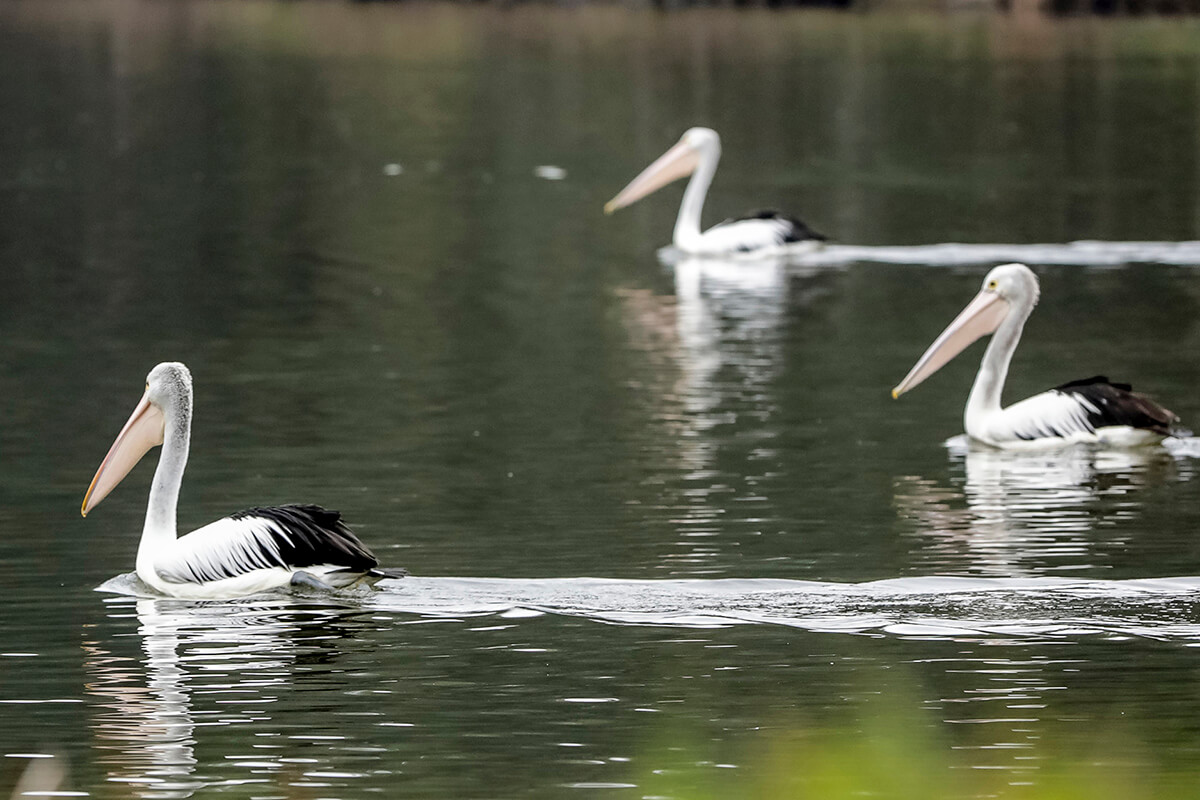3 pelicans on the Hawksbury River.