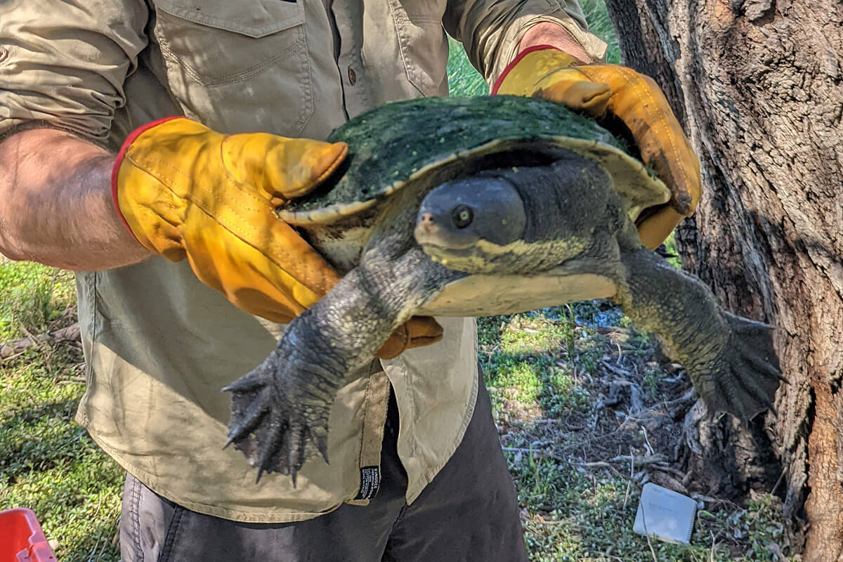 Water staff preparing to measure, weigh and tag a mature female Murray River turtle captured in the Gingham Waterhole.