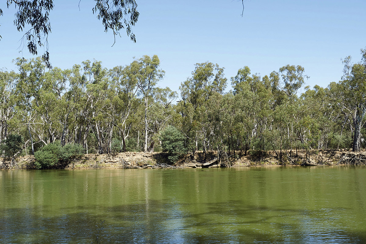 Murray River 
