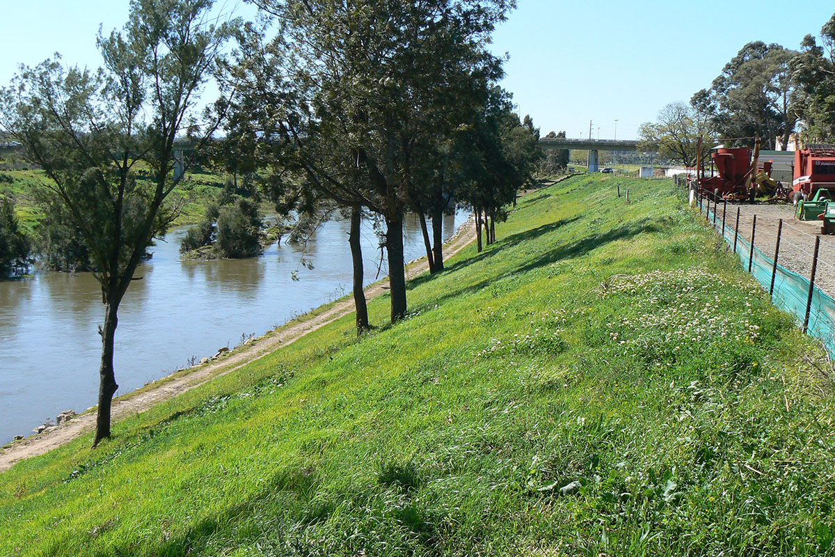 Singleton Levee
